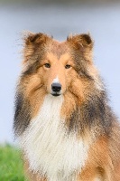 Étalon Shetland Sheepdog - Kodiak kaiser of cherryglen