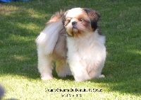 Étalon Shih Tzu - Nougat craquant Du Domaine De Sonam