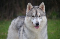 Étalon Siberian Husky - Outdoor seadream heritage of Arctic Wolf Dream 