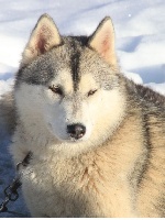 Étalon Siberian Husky - Miss cambell Of Wolf Siberian Song