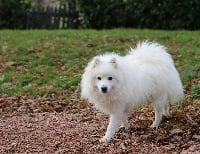 Étalon Spitz japonais - Piccolo Du Royaume Des Renards