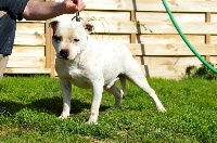 Étalon Staffordshire Bull Terrier - Preston du Domaine Passionnel d'Enzo