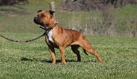Étalon Staffordshire Bull Terrier - Wenilek's Poker red
