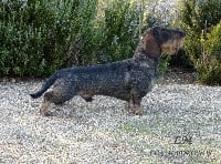 Étalon Teckel poil dur - CH. Villano de los madroños