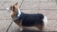 Étalon Welsh Corgi Pembroke - pemslife Roll your life