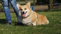 Étalon Welsh Corgi Pembroke - O'blue du clos de reverie