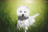 Étalon West Highland White Terrier - Ruby Du Clos Du Griffin
