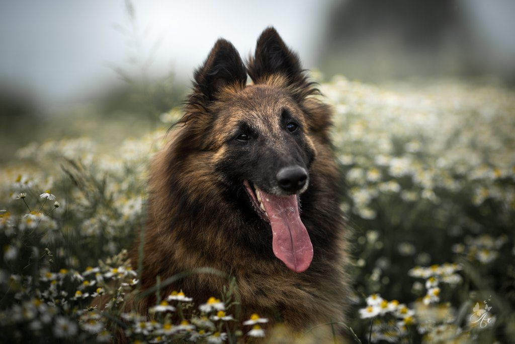 Publication : de la Belgerie Auteur : Axelle Van Guyse