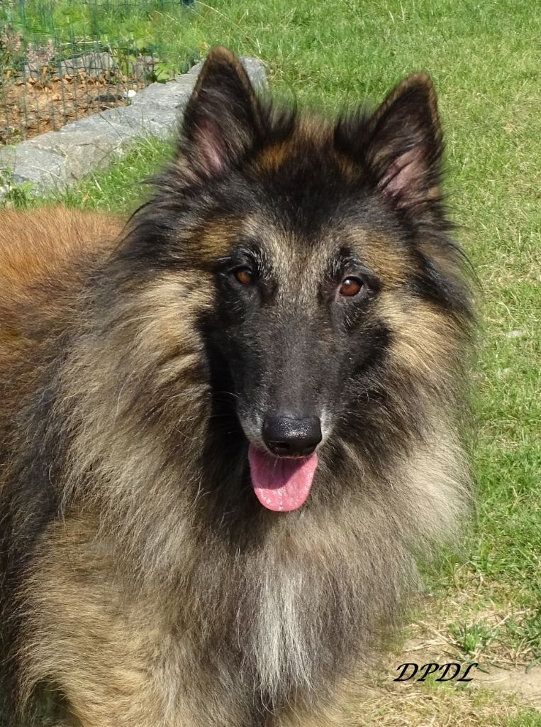 Publication : Du Puy Des Louves Auteur : DPDL