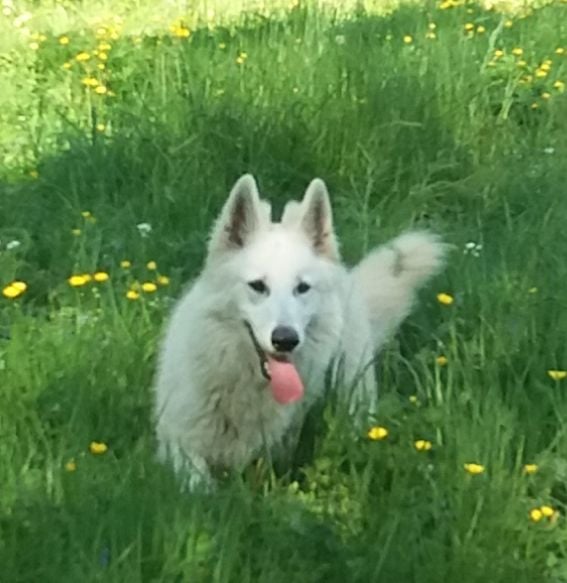 Publication : De La Rectouresse 