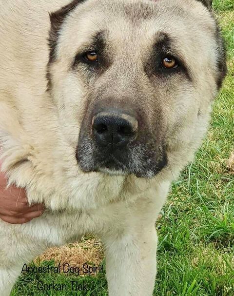 O'gorkan The Legend Of Kangal