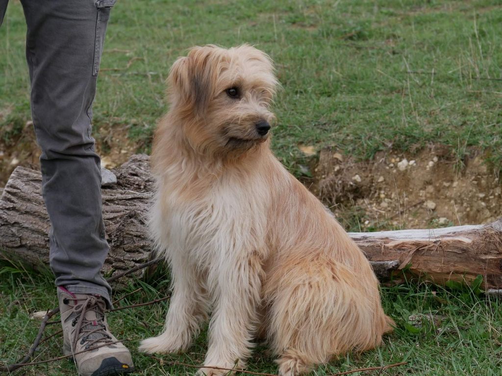 Publication : de Font d'Andiol Auteur : Tanret Eric