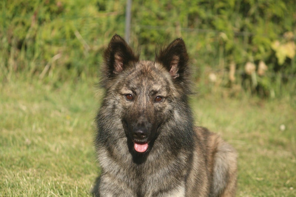 CH. Brindle Wolf Nashira