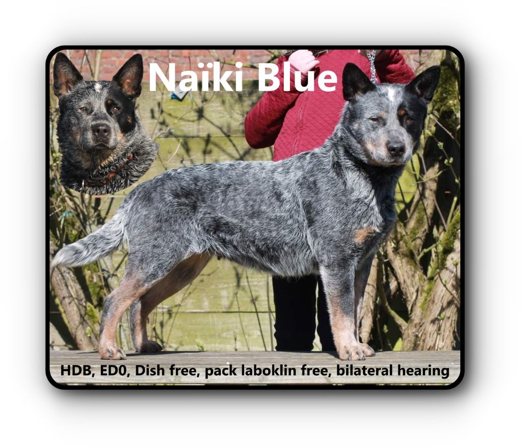 Naiki bleu (Sans Affixe)
