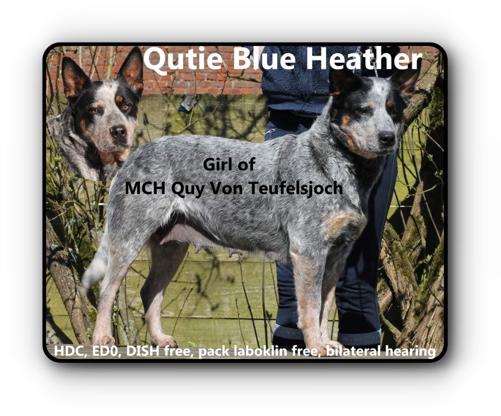 Quite blue heather (Sans Affixe)