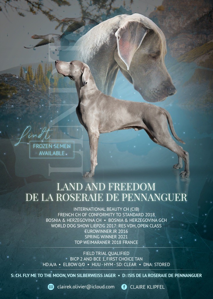 CH. Cie, multi ch, jch europe land and freedom, lindt de la Roseraie de Pennanguer