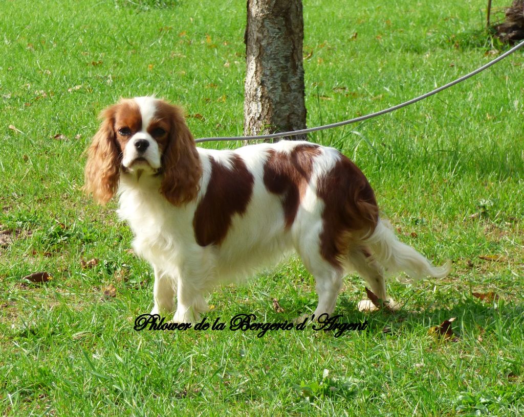 Publication : de la bergerie d'argent 