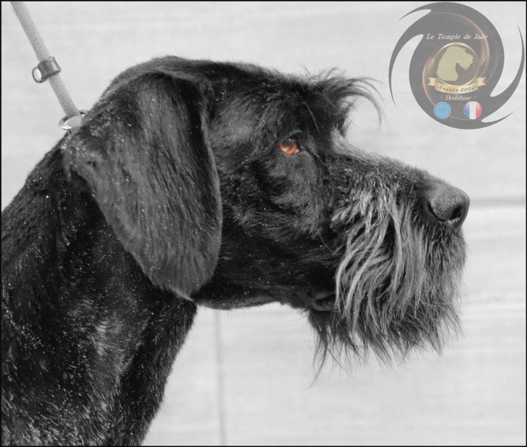 Publication : du temple de jade Auteur : RÃ©gis Duchaussoy