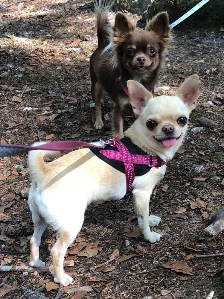 Publication : Chez Wonderland 