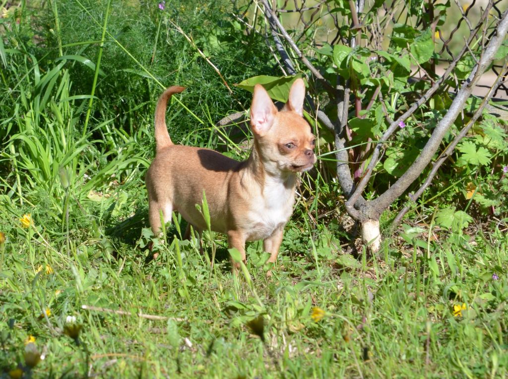 Reine Du Jardin De Saphirs