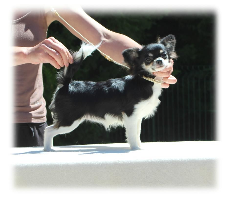 Publication : du Diamant d'Or 