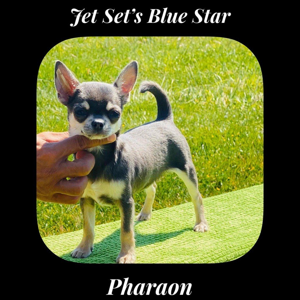 Pharaon Jet Set's Blue Star