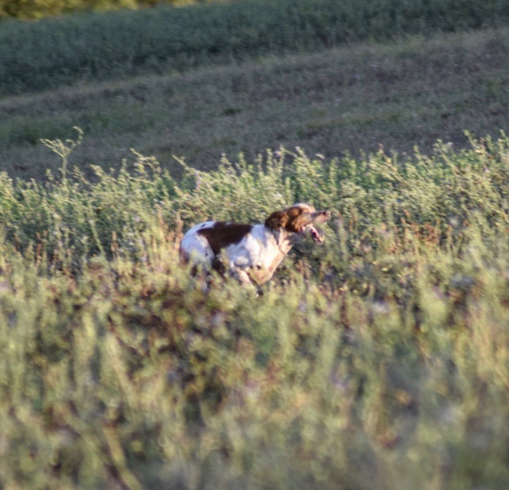 Publication : Del Bargazzi 