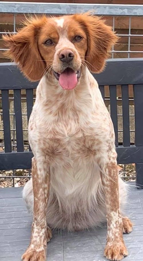 Reale De la plaine marat