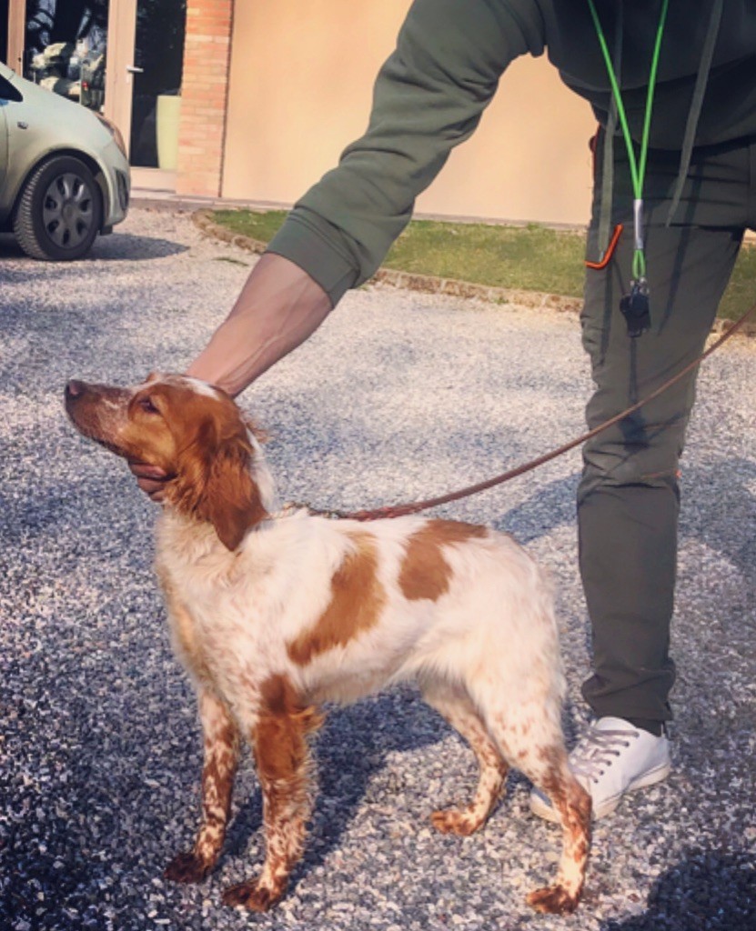 Publication : Del Bargazzi 