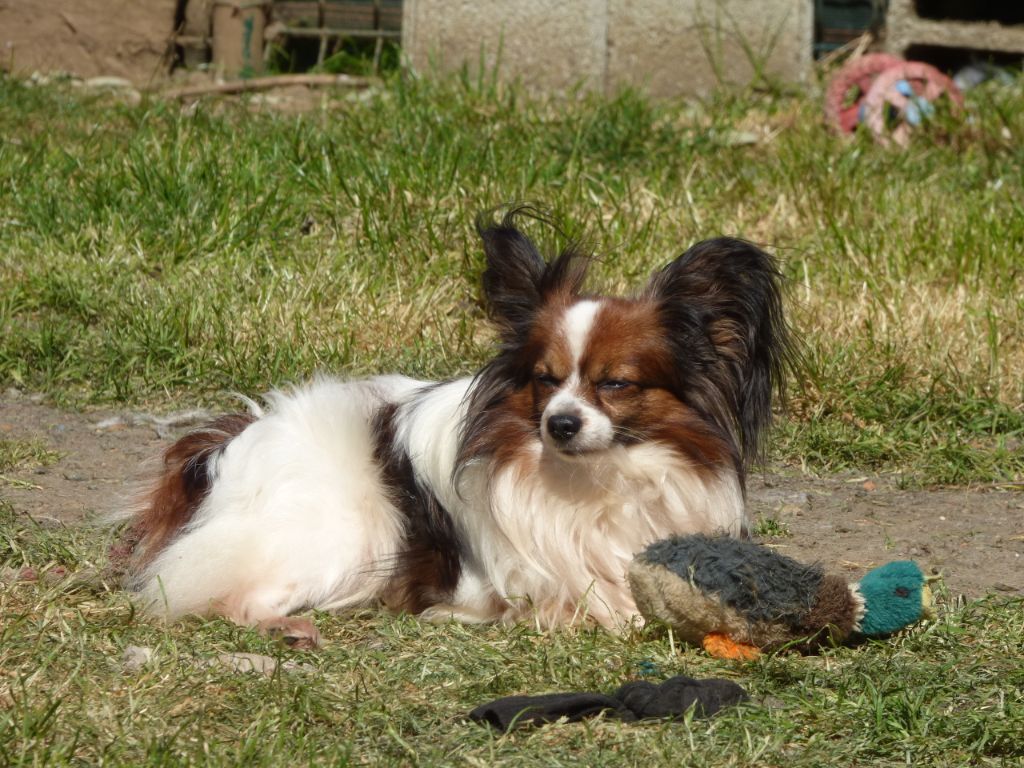 Jupiter Du logis de beaumanoir