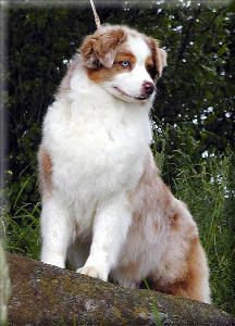 CH. Hearthside Unforgettable