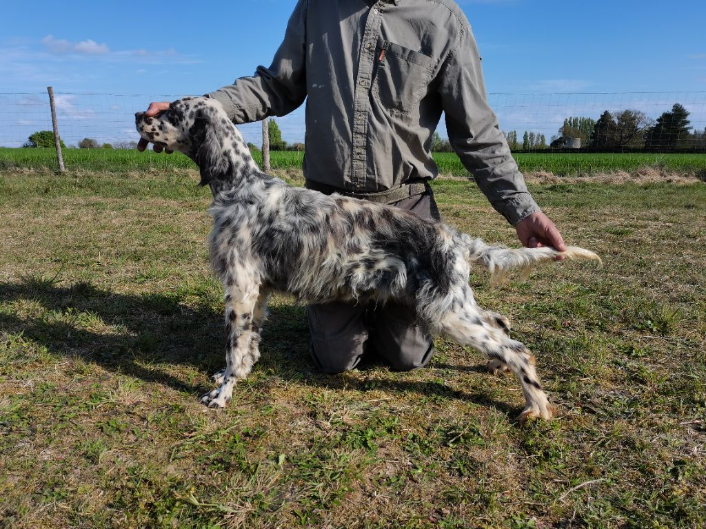 Moka Della cruismany