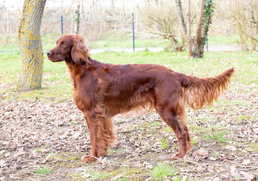 Malisse De L'anneau Du Kerry