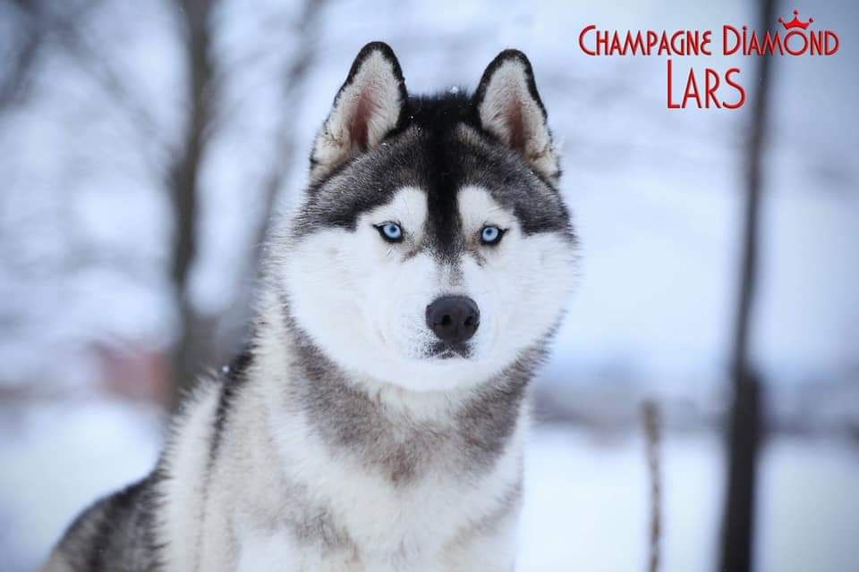 CH. champagne diamond Lars