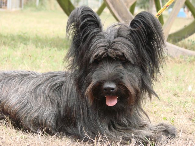 Publication : du mont de la chenaie 