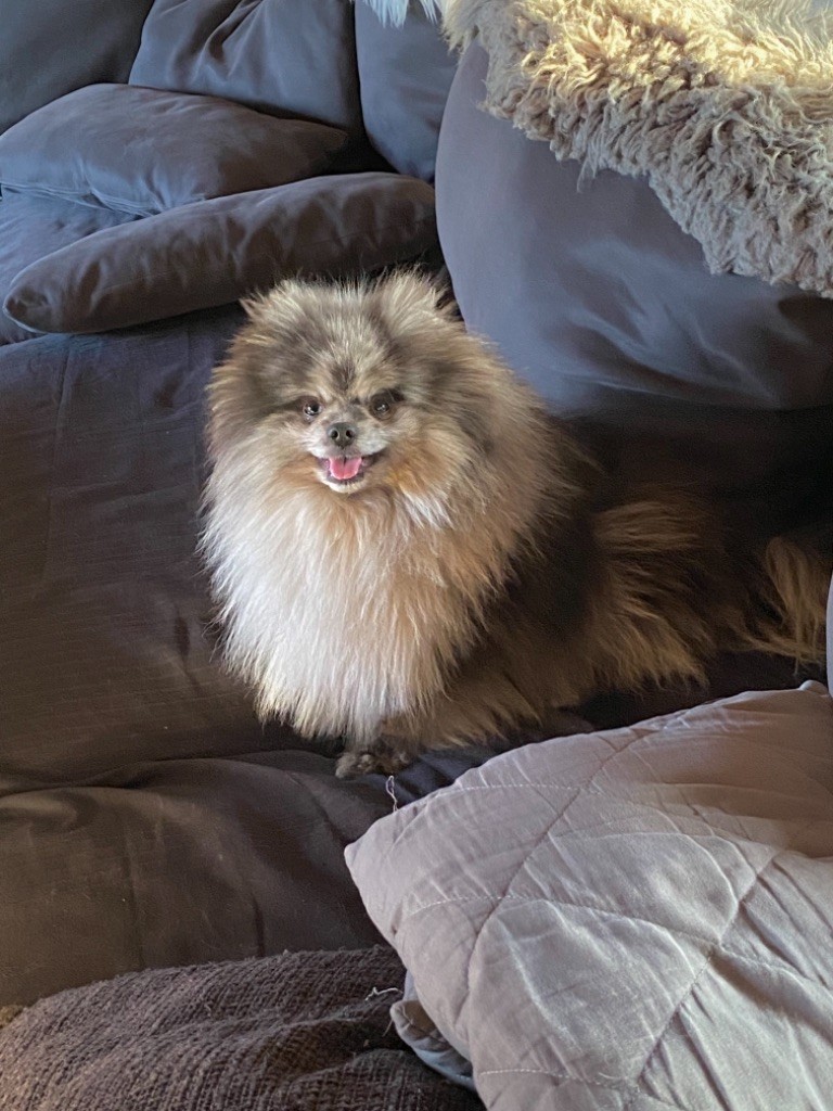 Publication : du royaume des petits Anges