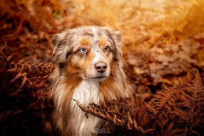 Étalon Berger Australien - Poker Des Légendes Vroulonnes