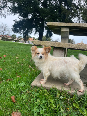 Étalon Epagneul nain Continental (Papillon) - Suzon Des Doudous De La Grave