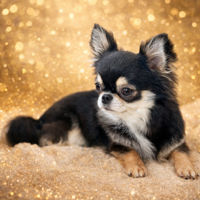 Étalon Chihuahua - sunny lion A star is born