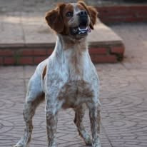Étalon Epagneul Breton - Dax De Los Majadales