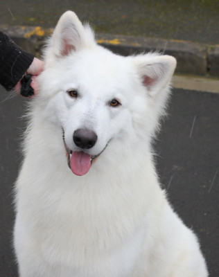 Étalon Berger Blanc Suisse - CH. Phanatic warrior der Weibe Stern