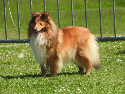 Étalon Shetland Sheepdog - Penny lane darling baby of sweety dolls