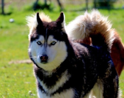 Ruby Gold Of Wolf