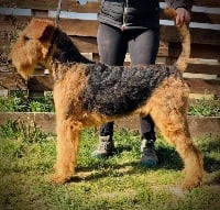 Étalon Airedale Terrier - Romeo saint estèphe