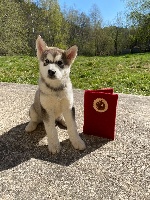 Étalon Alaskan Malamute - Snow Of Wild Norwolf Tribe