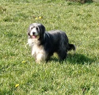 Étalon Bearded Collie - Malibu Du domaine de noire epine