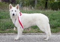 Étalon Berger Blanc Suisse - Odissea bianca De La Tanière D'Odin