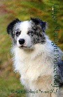 Étalon Border Collie - ginger starlight Prince olaf