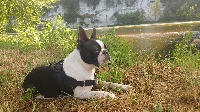 Étalon Boston Terrier - Mighty Mate's Pandora (pipa)