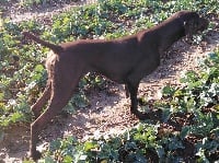 Étalon Braque allemand à poil court - TR. CH. Maldive Du Bonnevalais